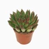 Echeveria Agavoides Red Tips