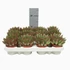 Echeveria Agavoides Red Tips