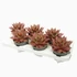 Echeveria Antaris