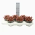 Echeveria Antaris