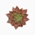 Echeveria Antaris