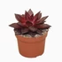 Echeveria Atlas Taurus