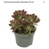 Echeveria pulvinata Devotion