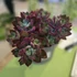 Echeveria pulvinata Devotion