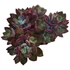 Echeveria pulvinata Devotion