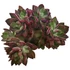 Echeveria pulvinata Devotion