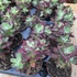 Echeveria pulvinata Devotion