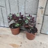 Echeveria pulvinata Devotion