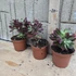 Echeveria pulvinata Devotion