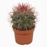 Ferocactus Stainesii Pilosus