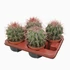 Ferocactus Stainesii Pilosus