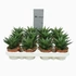 Haworthia limifolia