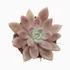 Pachyveria Rosy Crow