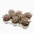 Pachyveria Rosy Crow