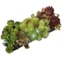 Sempervivum 10-es mix