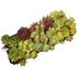 Sempervivum 10-es mix