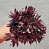 Sempervivum Chick Charms Copper Canyon