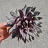 Sempervivum Chick Charms Giant Glacier Blue