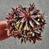 Sempervivum Chick Charms Gold Rush
