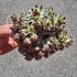 Sempervivum Chick Charms Mint Marvel
