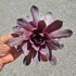 Sempervivum Chick Charms Steel Appeal