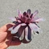 Sempervivum Chick Charms Steel Appeal