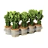 Euphorbia Cristata Frankiana