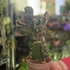 Euphorbia Cristata Frankiana
