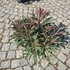 Euphorbia Miner's Merlot