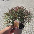 Euphorbia Miner's Merlot