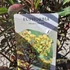 Euphorbia Miner's Merlot