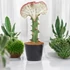Euphorbia Lactea Cristata fehér-rózsaszín