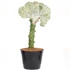 Euphorbia lactea cristata fehér-fehér