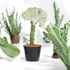 Euphorbia lactea cristata fehér-fehér