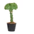 Euphorbia lactea cristata zöld-zöld