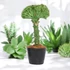 Euphorbia lactea cristata zöld-zöld