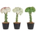 Euphorbia lactea cristata fehér-fehér