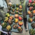 Gymnocalycium Mihanovichii Variegata Extra