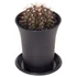 Gymnocalycium Mihanovichii T-rex Hybrid