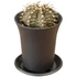 Gymnocalycium Mihanovichii T-rex Hybrid