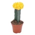 Gymnocalycium mihanovichii sárga