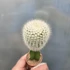 Gymnocalycium mihanovichii zöld