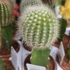 Gymnocalycium mihanovichii zöld