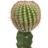 Gymnocalycium mihanovichii zöld