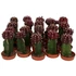 Gymnocalycium mihanovichii Black Cap