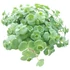 Sedum sieboldii
