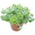 Sedum sieboldii