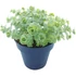 Sedum sieboldii Mediovariegatum