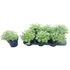 Sedum sieboldii Mediovariegatum