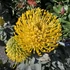 Leucospermum Yellow Zest 3 szár 2 virág